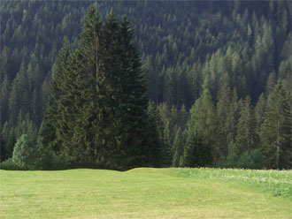 Boschi del Trentino