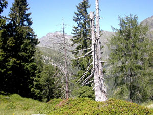 Conifera (Fonte: archivio ISAFA)
