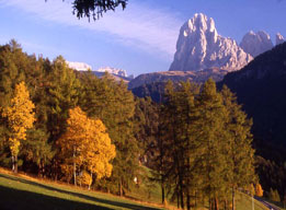 Bosco misto a prevalenza di conifere in ambiente alpino (fonte: archivio ISAFA)