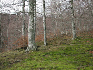 Faggeta dell'appennino (Fonte: archivio ISAFA)
